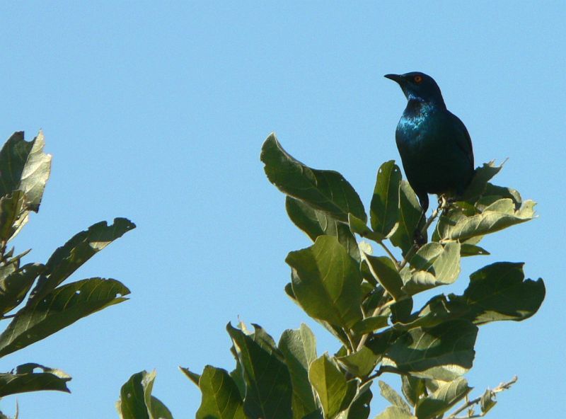 JAR 380_ptak.JPG - Velmi častý pták, kterého jsem se pokoušel vyfotit dva dny a až třetí se mi to povedlo. Jedná se o Leskopteva Jihoafrického - Burchell's Starling.